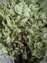 PITT- ITALIAN GROWER BUNCH 